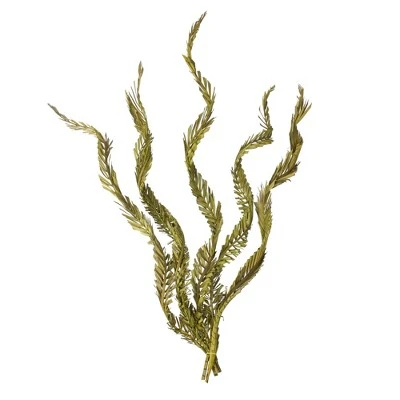 Vickerman 40-48" Twisted Coco Palm Stems, Dried 3 Vickerman 40-48" Twisted Coco Palm Stems, Dried
