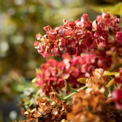 43"H Sullivans Dried Hops Stems Trio; Multicolored 3 43"H Sullivans Dried Hops Stems Trio; Multicolored