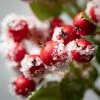 Sullivans Artificial Snowy Red Berry Leaf Stem Multicolor 23"H -Outlet Xmas Decor Tree Store GUEST 0e948f2c 546f 410a 8a1f 2636557fbe14
