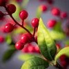 28"H Sullivans Red Berry And Leaf Spray; Green -Outlet Xmas Decor Tree Store GUEST 0f2d3fc5 1645 411c 912e e04f9210cf49