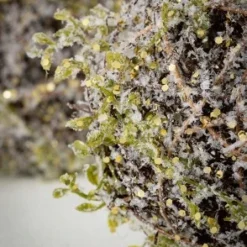 Sullivans Twig Artificial Orb Decorative Filler Set of 2, 6.5"H & 5"H Brown