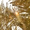 National Tree Company 6' Champagne Tinsel Artificial Pencil Christmas Tree 150ct Clear 2 National Tree Company 6' Champagne Tinsel Artificial Pencil Christmas Tree 150ct Clear -Outlet Xmas Decor Tree Store GUEST 1ae3c79a f6b2 4a1f b3bc b1b553c6825f