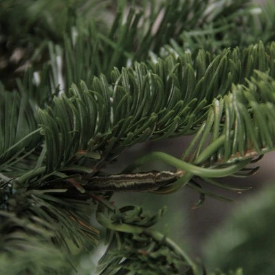 Northlight 6.5 ft Layered Nordmann Fir Artificial Christmas Tree - Unlit 3 Northlight 6.5 ft Layered Nordmann Fir Artificial Christmas Tree - Unlit