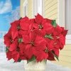 Collections Etc. Collections Etc Bright Red Decorative Velvet Poinsettia Bushes - Set of 3 10 X 10 X 17