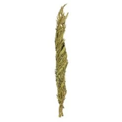 Vickerman 40-48" Twisted Coco Palm Stems, Dried 12 Vickerman 40-48" Twisted Coco Palm Stems, Dried -Outlet Xmas Decor Tree Store GUEST 2ea2be6e bf15 4ed0 aec9 b3d961d7ee88