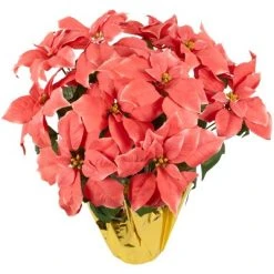 Northlight 20" Dark Pink Artificial Christmas Poinsettia with Gold Wrapped Base -Outlet Xmas Decor Tree Store GUEST 342355b9 6f8c 43a3 9692 e41fe2676709