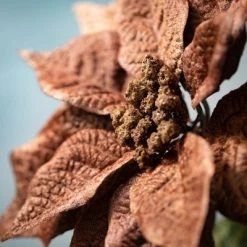 Sullivans Artificial Brown Poinsettia Stem Brown 29"H