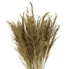 Vickerman 36" Congo Grass Bundle, 8 oz Dried -Outlet Xmas Decor Tree Store GUEST 4281b64b 3124 46c9 9993 668127f35cae