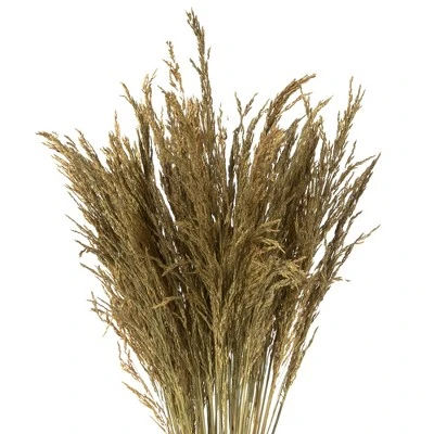 Vickerman 36" Congo Grass Bundle, 8 oz Dried 2 Vickerman 36" Congo Grass Bundle, 8 oz Dried