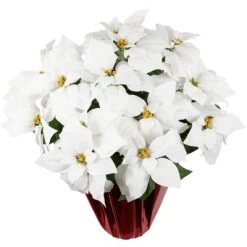 Northlight 26" White Artificial Christmas Poinsettia in Red Wrapped Base 9 Northlight 26" White Artificial Christmas Poinsettia in Red Wrapped Base -Outlet Xmas Decor Tree Store GUEST 4e9b6292 e847 469a b800 e0c59e7063d2