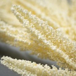 Sullivans Artificial Amaranthus Stem Cream 29"H