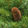 Northlight 32" Unlit Red Pine with Pine Cones Artificial Christmas Swag 2 Northlight 32" Unlit Red Pine with Pine Cones Artificial Christmas Swag -Outlet Xmas Decor Tree Store GUEST 64673f67 144c 4530 93e5 7d652eab766f
