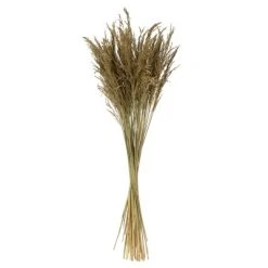 Vickerman 36" Congo Grass Bundle, 8 oz Dried 8 Vickerman 36" Congo Grass Bundle, 8 oz Dried -Outlet Xmas Decor Tree Store GUEST 6a8af5af 4e0e 4192 93d4 d5fc94b2738b