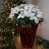 Northlight 26" White Artificial Christmas Poinsettia in Red Wrapped Base -Outlet Xmas Decor Tree Store GUEST 6efc75e4 04b0 47eb 8c31 7505aef26b70