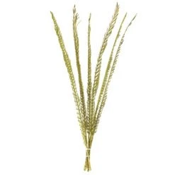 Vickerman Natural Stem, Dried 9 Vickerman Natural Stem, Dried -Outlet Xmas Decor Tree Store GUEST 72873d9f ad0b 43a7 a97e 06f1f06db23d