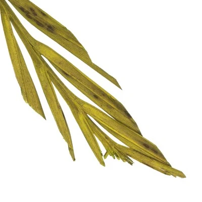 Vickerman Natural Stem, Dried 3 Vickerman Natural Stem, Dried