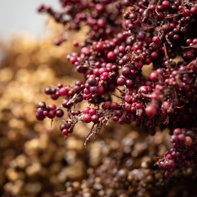 Sullivans Artificial Broom Corn Rustic Stem Multicolor 38.5"H Set of 3 3 Sullivans Artificial Broom Corn Rustic Stem Multicolor 38.5"H Set of 3