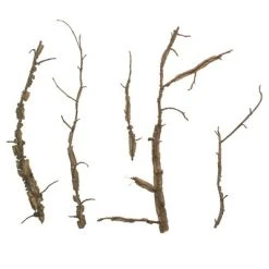 Vickerman Winged Elm Branches, Dried -Outlet Xmas Decor Tree Store GUEST 7d329969 315a 48ce aafc 087c7664351e