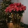 Northlight 28" Dark Pink Artificial Christmas Poinsettia with Gold Wrapped Base -Outlet Xmas Decor Tree Store GUEST 92edeb36 945e 4f26 9900 20c26df24a8c