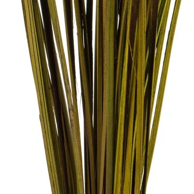 Vickerman 28"-36" Splinter Grass Bundle, 22oz Dried 4 Vickerman 28"-36" Splinter Grass Bundle, 22oz Dried - Image 2
