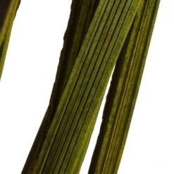 Vickerman 28" Splinter Grass, 11oz Dried -Outlet Xmas Decor Tree Store GUEST 95ebefae 1a90 45c3 b9ad b19ee586b798