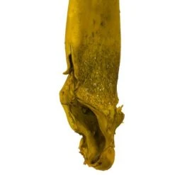 Vickerman 36-38" Sea Kelp, Dried -Outlet Xmas Decor Tree Store GUEST 9cc15558 8313 4fb4 95a4 e13e42b71688