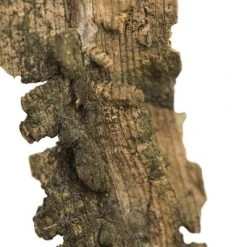 Vickerman Winged Elm Branches, Dried