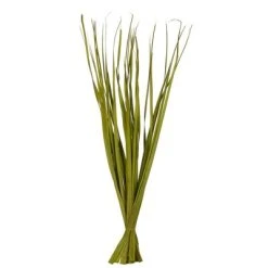 Vickerman Rush Grass, Dried 7oz 9 Vickerman Rush Grass, Dried 7oz -Outlet Xmas Decor Tree Store GUEST c2492730 1ef7 4df4 b9be 7080b462cfb7
