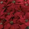 Giant Poinsettia Arrangement with Decorative Planter - Nearly Natural -Outlet Xmas Decor Tree Store GUEST c30e3608 9ee1 44c6 8767 5be2b57c9d5d