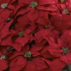 Giant Poinsettia Arrangement with Decorative Planter - Nearly Natural