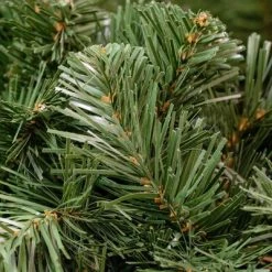 Novelty Lights Inc Novelty Lights Deluxe Colorado Pine Christmas Garland 12 Novelty Lights Inc Novelty Lights Deluxe Colorado Pine Christmas Garland -Outlet Xmas Decor Tree Store GUEST c4ed22a7 22b2 404f 8e84 f8f8424f76dc