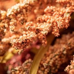 Sullivans Artificial Autumn Seed Grass Stem Multicolor 33.5"H Set of 2