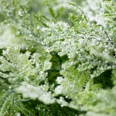 Sullivans Artificial Frosted Fern Iced Hanging Swag Green 34"H 3 Sullivans Artificial Frosted Fern Iced Hanging Swag Green 34"H