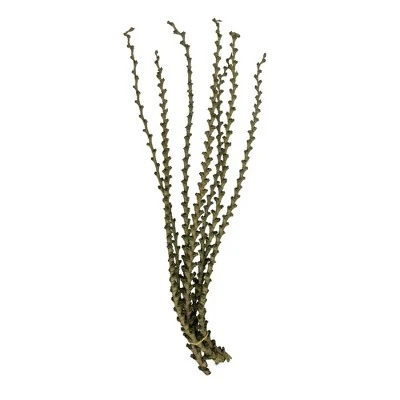 Vickerman Ladder Branches, Dried 7 Vickerman Ladder Branches, Dried - Image 5