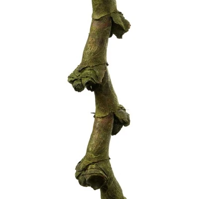 Vickerman Ladder Branches, Dried 3 Vickerman Ladder Branches, Dried