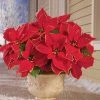 Collections Etc. Collections Etc Glitter Poinsettia Bushes - Set of 3 11 X 9 X 20.25 2 Collections Etc. Collections Etc Glitter Poinsettia Bushes - Set of 3 11 X 9 X 20.25 -Outlet Xmas Decor Tree Store GUEST ef7c71a5 8f84 462e abe6 dd31961853ba