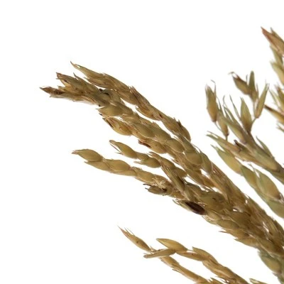 Vickerman 36" Congo Grass Bundle, 8 oz Dried 4 Vickerman 36" Congo Grass Bundle, 8 oz Dried - Image 3