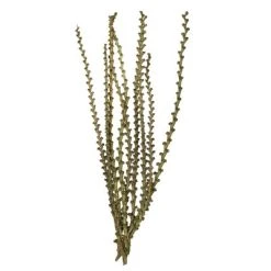 Vickerman 40-48" Natural Ladder Branches, Dried -Outlet Xmas Decor Tree Store GUEST fcef9c46 e336 48cc 9e0b 0b83a635a216